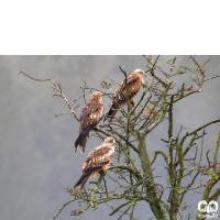 گونه کورکور حنایی Red Kite